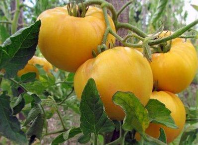 Les meilleures variétés de tomates et de tomates en 2026