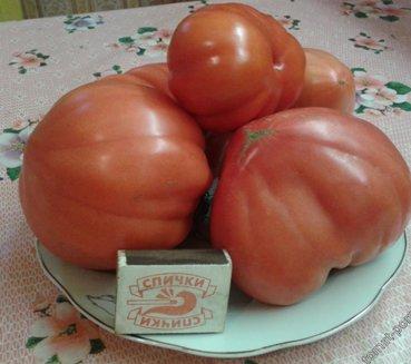 Les meilleures variétés de tomates et de tomates en 2026