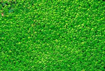 Cara memilih rumput rumput