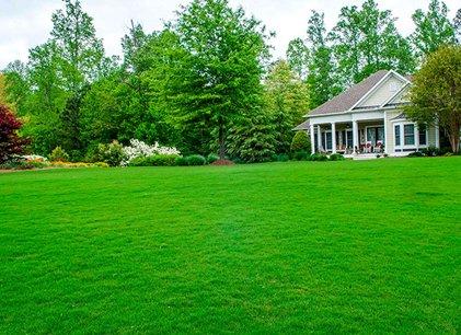 Cara memilih rumput rumput